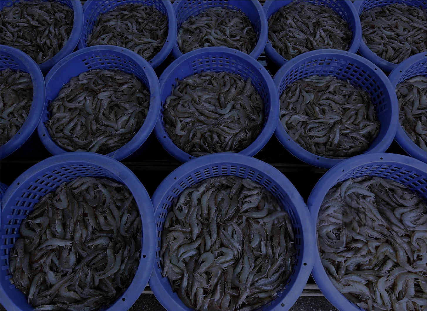 Driving Ecuador's Aquaculture Forward